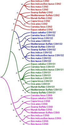 Comparative Genomics, Evolutionary and Gene Regulatory Regions Analysis of Casein Gene Family in Bubalus bubalis